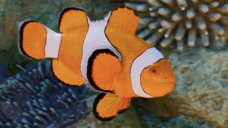 Clown anemonefish in Planet Zoo 2
