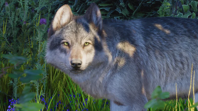 Grey wolf in Planet Zoo 2 standing alert in a snowy taiga habitat