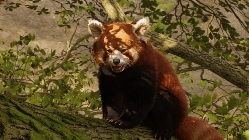 red panda in Planet Zoo 2