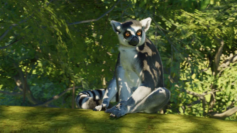ring-tailed lemur in Planet Zoo 2