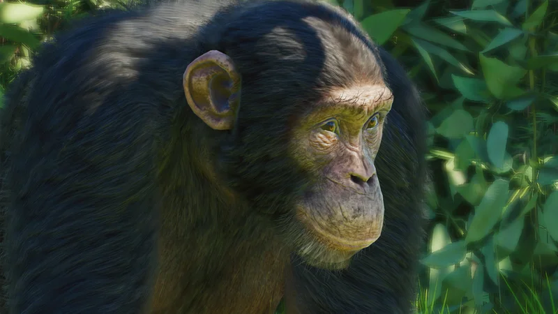 western chimpanzee in Planet Zoo 2