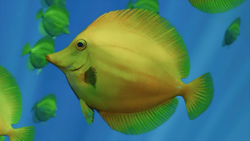 Yellow tang in Planet Zoo 2